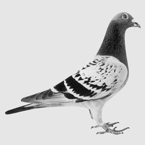 愛鳩の友