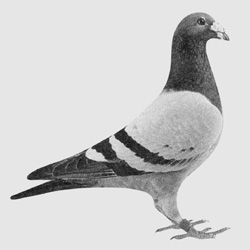 愛鳩の友