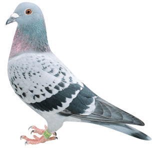 愛鳩の友 現代銘鳩写真大観3・4