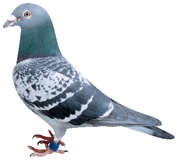 愛鳩の友　1983年1.2.3.4.6.7.8.9.10月 愛鳩の友 1983年1.2.3.4.6.7.8.9.10月