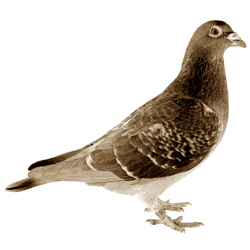 愛鳩の友