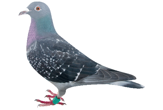 愛鳩の友　1982年1月〜12月 愛鳩の友