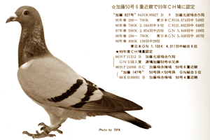 愛鳩の友　1983年1.2.3.4.6.7.8.9.10月 愛鳩の友
