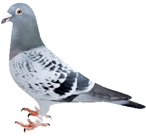 放鳩籠　コンテナ　レース鳩　移送　搬送　輸送　コンテナー　キャディー　愛鳩の友 放鳩籠 コンテナ レース鳩 移送 搬送 輸送 愛鳩の友 コンテナー