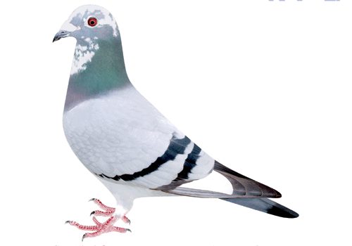 Famous Blood 銘血 銘鳩 鳩レース 伝説の貴公子 | 赤澤ファミリーのブログ