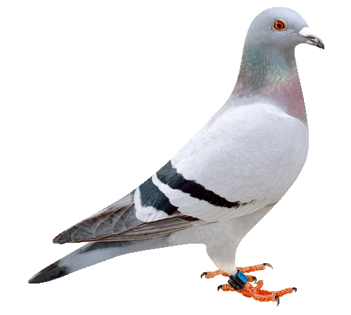 灰色のハト 愛鳩の友