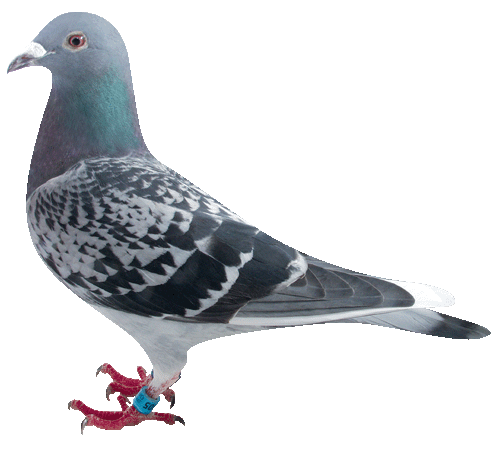 愛鳩の友