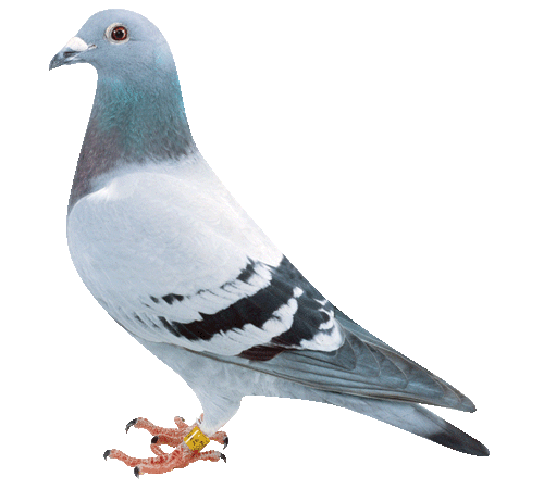 カナダ　愛の祝福　鳩のつがい カナダ 2024年 愛の祝福 20ドル銀貨金メッキ付 プルーフ