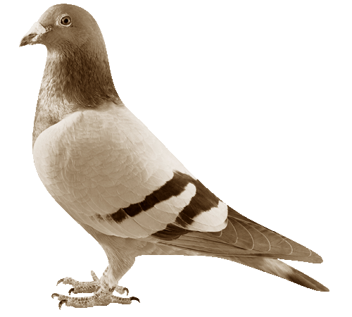 カナダ　愛の祝福　鳩のつがい カナダ 2024年 愛の祝福 20ドル銀貨金メッキ付 プルーフ