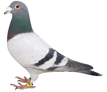 愛鳩の友
