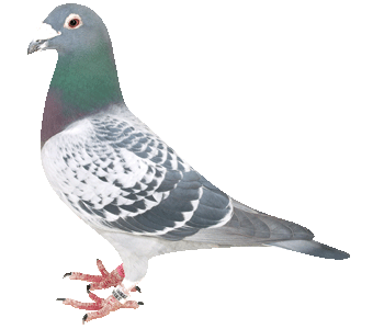 愛鳩の友