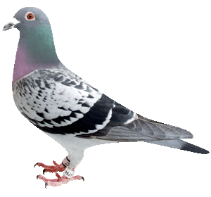 愛鳩の友